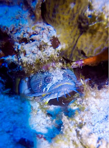 Barefoot Dive Center Cozumel thumb 2